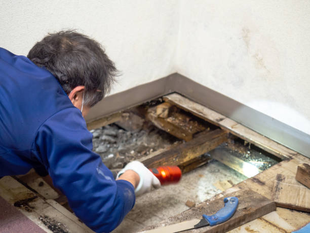 Best HVAC Mold Remediation in La Center, WA