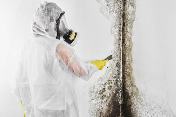 Best Localized Mold Remediation (e.g., coastal areas, humid climates) in La Center, WA