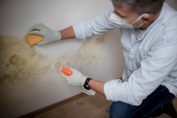 Best Bathroom Mold Remediation in La Center, WA