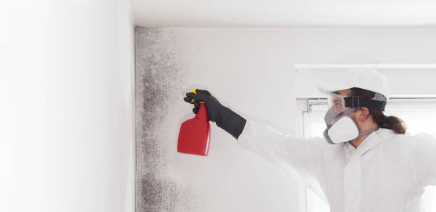 Best Health and Safety Mold Remediation in La Center, WA